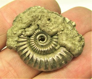 Large Golden Crucilobiceras 32mm Jurassic Pyrite Ammonite Fossil Uk Minerals