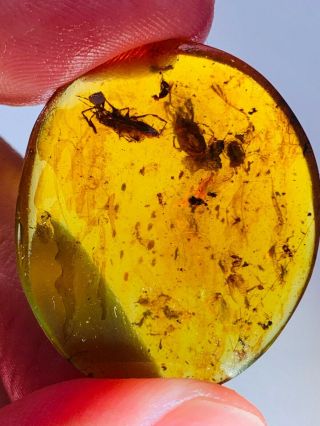 2.  84g 3 Tick In Fly Nest Burmite Myanmar Burma Amber Insect Fossil Dinosaur Age