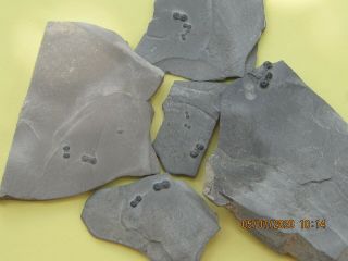 Peronopsis Trilobite Fossil Five Multiple Plates
