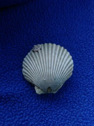 Sc08 Fossilized Scallop Sea Shell 30 Mm Marine Bivalve Mollusks Pectinidae Clam