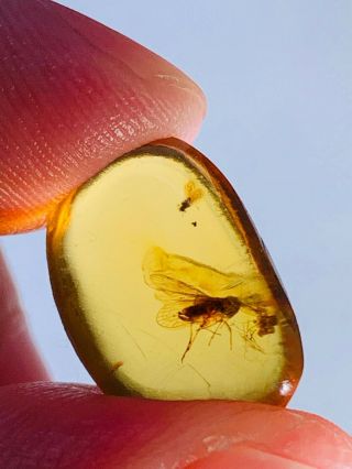0.  71g Leafhopper Cicada Burmite Myanmar Burmese Amber Insect Fossil Dinosaur Age