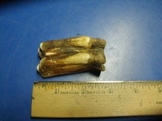 Fossil Bison Tooth From Ellsworth Co,  Kansas
