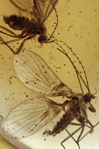 2 Moth Flies Psychodidae Fossil Baltic Amber 200820 - 53,  Img
