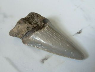Fossil Megalodon Shark Tooth,  1 15/16 Inches