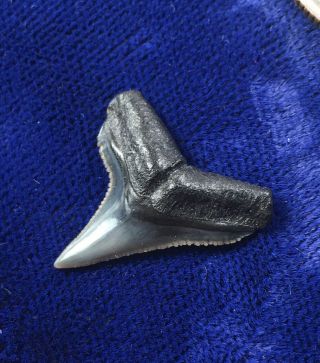 Top Quality Carcharhinus Plumbeus Fossjl Sandbar Shark Tooth Florida
