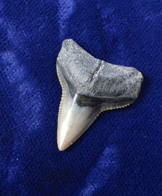 Carcharhinus Leucas Fossil Upper Anterior Bull Shark Tooth Florida