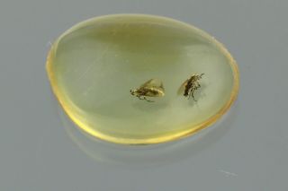 2 DUNG MIDGES Scatopsidae Fossil Inclusion BALTIC AMBER 200820 - 44,  IMG 2