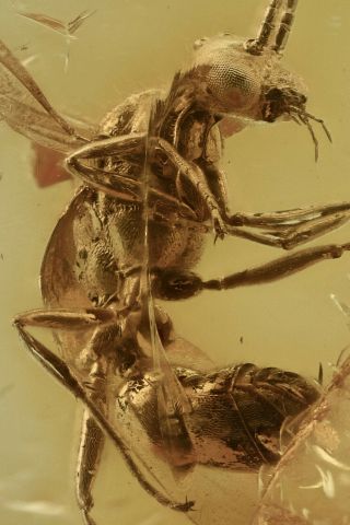Winged Ant Formicidae Fossil Inclusion Baltic Amber 200702 - 78,  Img