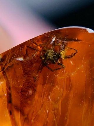 Neuroptera Chrysopa Larva Aphid Lion Burmite Myanmar Burmese Amber Insect Fossil