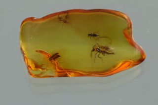 SWARM of 6 INSECTS Fossil Inclusion BALTIC AMBER 200820 - 35,  IMG 3