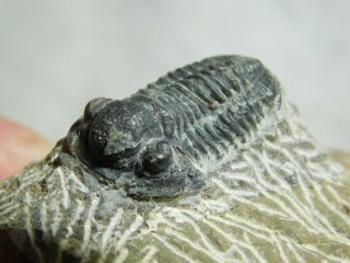 A Small 100 Natural Gerastos Granulosus Trilobite Fossil From Morocco 91.  6gr