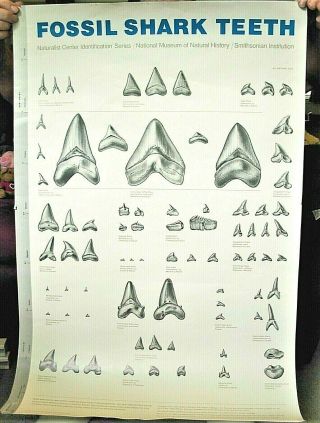 23 " X 35 " Fossil Shark Teeth Poster,  Teaching Aide For Paleobiology,  Naturalist