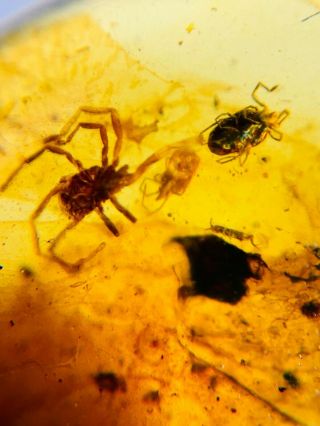 3 Unique Ixodoidea Tick Burmite Myanmar Burmese Amber Insect Fossil Dinosaur Age