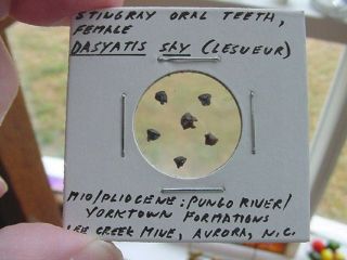 (s1366 - O) Micro Fossil Stingray Oral Teeth Female Dasyatis Aurora Tooth Mini