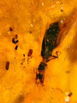 3.  47g Coleoptera Beetle Burmite Myanmar Burmese Amber Insect Fossil Dinosaur Age