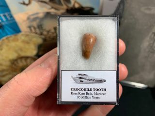 Crocodile Tooth (morocco) 09 - 95 Myo Dinosaur Age Fossil