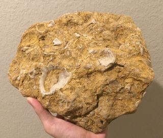 Texas Fossil Bivalve Multi Plate Cretaceous Dinosaur Age