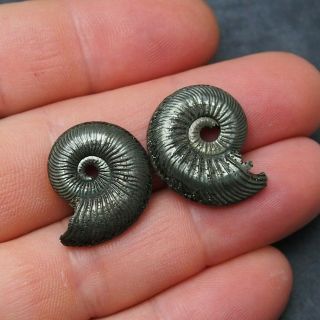 2x Quenstedtoceras 24 - 25mm Pyrite Ammonite Fossils Fossilien Russia Pendant