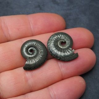 2x Quenstedtoceras 24 - 25mm Pyrite Ammonite Fossils Fossilien Russia pendant 2