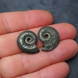 2x Quenstedtoceras 24 - 25mm Pyrite Ammonite Fossils Fossilien Russia pendant 3