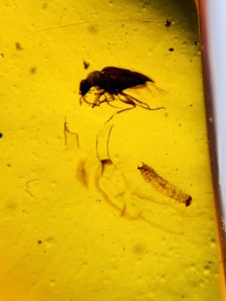 Coleoptera Beetle&larva Burmite Myanmar Burmese Amber Insect Fossil Dinosaur Age