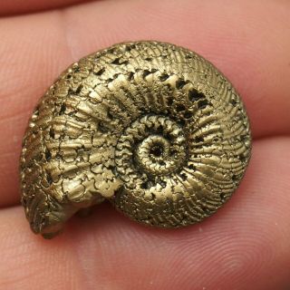 26mm Quenstedtoceras Pyrite Ammonite Fossils Callovian Fossilien Russia Golden