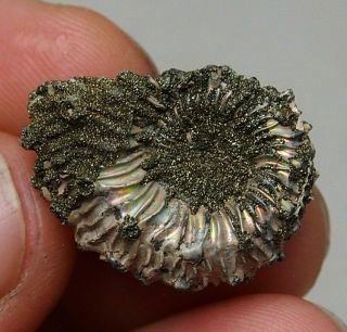26mm Kosmoceras Sp.  Pyrite Ammonite Fossils Fossilien Russia Pearl