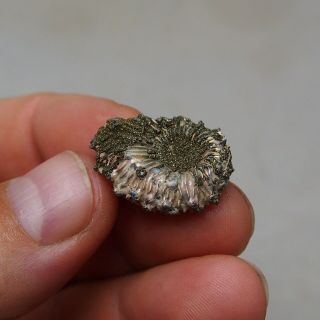26mm Kosmoceras sp.  Pyrite Ammonite Fossils Fossilien Russia Pearl 2