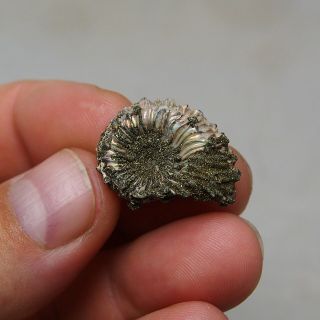 26mm Kosmoceras sp.  Pyrite Ammonite Fossils Fossilien Russia Pearl 3