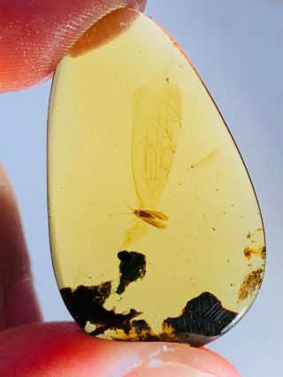 1.  86g Trichoptera Phryganeid Burmite Myanmar Amber Insect Fossil Dinosaur Age