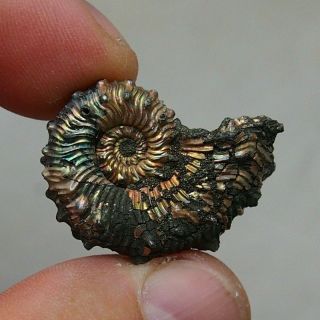 31mm Kosmoceras Pyrite Ammonite Fossils Fossilien Russia Pendant