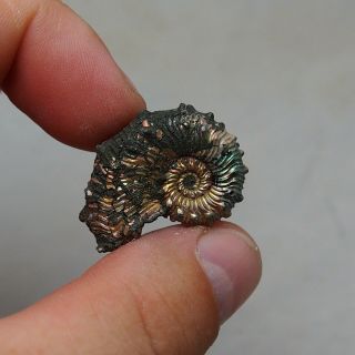 31mm Kosmoceras Pyrite Ammonite Fossils Fossilien Russia pendant 2