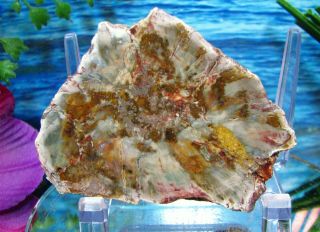 Petrified Wood Complete Round Slab W/bark Vintage Colors Speckled Pink & Green