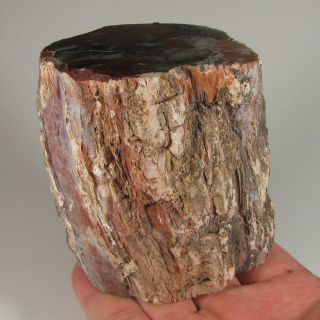 3.  6 " Polished Petrified Wood Branch Slab Fossil Standup - Madagascar - 1.  4 Lbs.