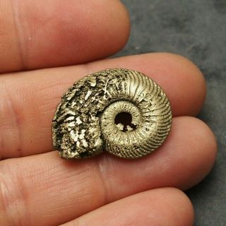 30mm Quenstedtoceras Sp.  Pyrite Ammonite Fossils Fossilien Russia Pendant Golden