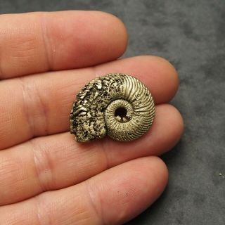 30mm Quenstedtoceras sp.  Pyrite Ammonite Fossils Fossilien Russia Pendant Golden 2