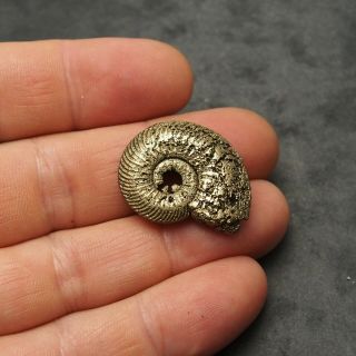 30mm Quenstedtoceras sp.  Pyrite Ammonite Fossils Fossilien Russia Pendant Golden 3