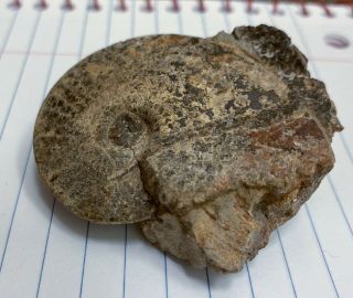 Placenticeras Pseudoplacenta Fossil Ammonite Cretaceous Mancos Shale Nm