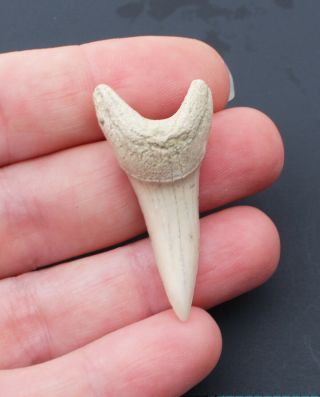 Fossil Mako Shark Tooth Natural 1 1/2 " Extinct Teeth Bakersfield Find A7
