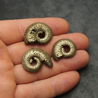 3x Quenstedtoceras 25 - 29mm Pyrite Ammonite Fossils Fossilien Russia pendant Gold 2