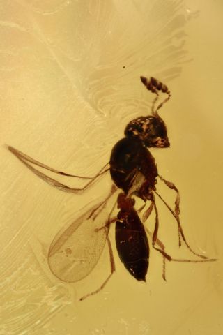 Wasp Scelionidae Fossil Inclusion Baltic Amber 200512 - 2,  Img