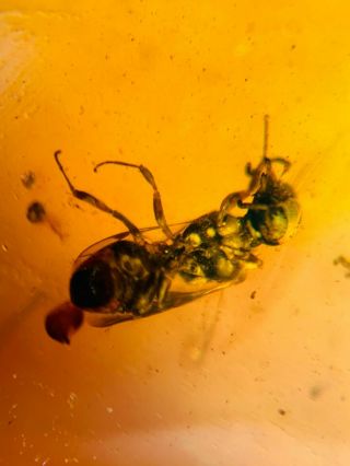 2.  08g Hymenoptera Wasp Bee Burmite Myanmar Amber Insect Fossil Dinosaur Age
