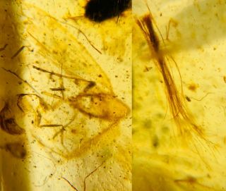 Unknown Hair&fly Bug Burmite Myanmar Burmese Amber Insect Fossil Dinosaur Age