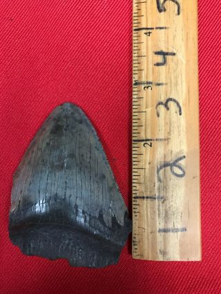 Ancient Megalodon Shark Tooth - 23/3.  6 Million Years Old - Rm3
