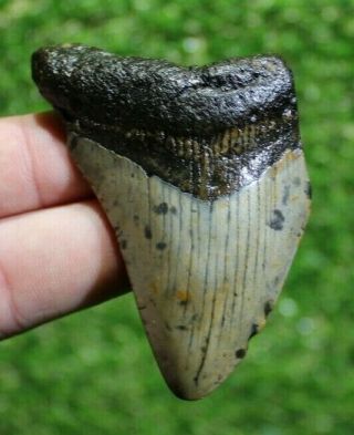 Megalodon Shark Tooth 2.  87 " Extinct Fossil Authentic Not Restored (cg17 - 174)