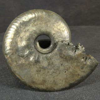 2.  1in/5.  3cm Pyritized Ammonite Sublunuloceras Jurassic Callovian Fossil Russia