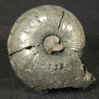 2.  1in/5.  3cm Shine Pyrite Ammonite Funiferites Allae Jurassic Fossil Russia