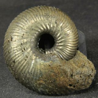 1.  7in/4.  2cm Pyritized Ammonite Funiferites Jurassic Callovian Russian Fossils