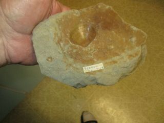 Fossil Shell From Porter Washington 1964 In Sandstone 5 " X 4.  5 " X 3 Thick