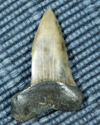 A Smaller 100 Natural Carcharocles MEGALODON Shark Tooth Fossil 9.  7gr 2